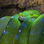 Green Tree Python Bedding