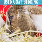 What To Do With Used Goat Bedding