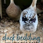 What To Use For Bedding Ducklings